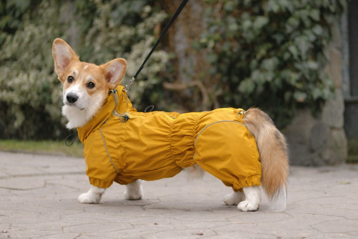 Corgi Raincoat Mustard | Waterproof Zip Full-Body Dog Rain Suit