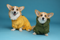 Two corgis side by side in Bark&Go raincoats, one yellow and one olive green