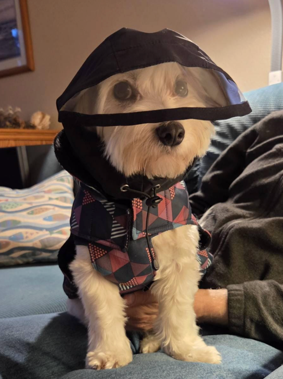 Rain Protection | Waterproof Dog Snood with Visor