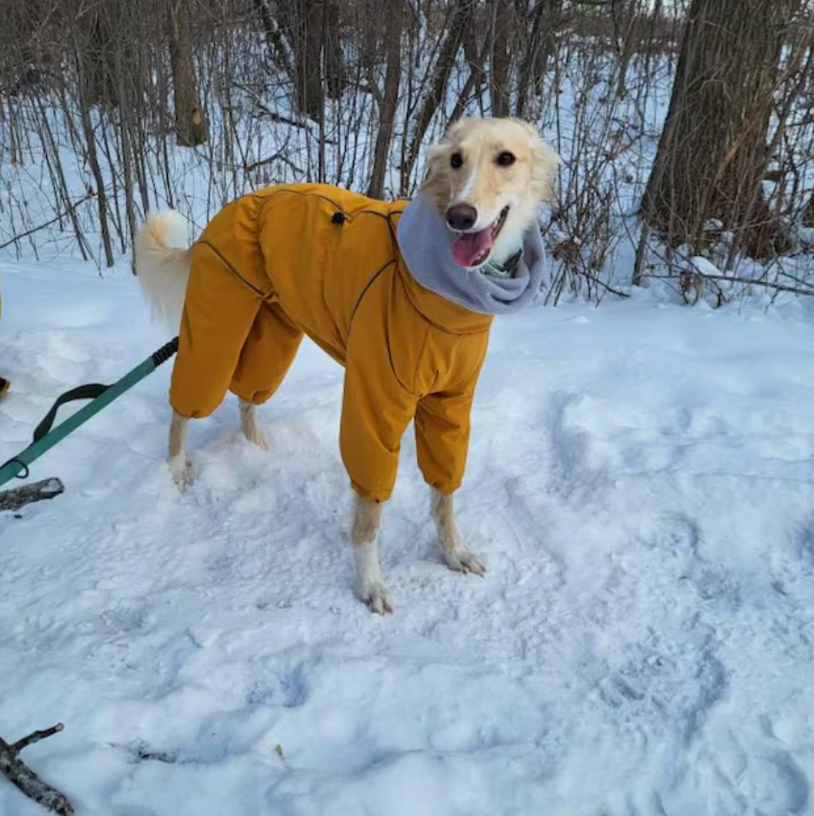 Whippet & Greyhound Raincoat Mustard | Waterproof Zip Full-Body Dog Rain Suit