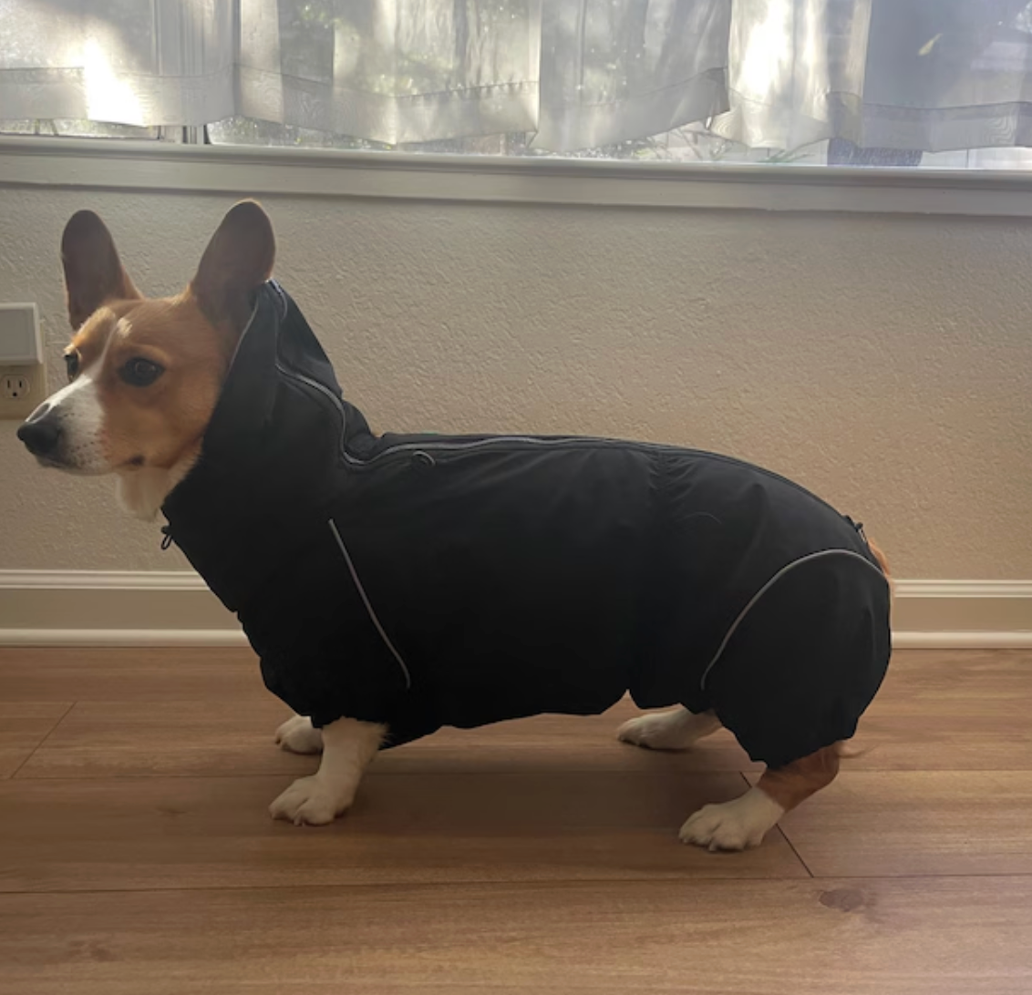 Waterproof Dog Raincoat for Corgi "Monocolor"