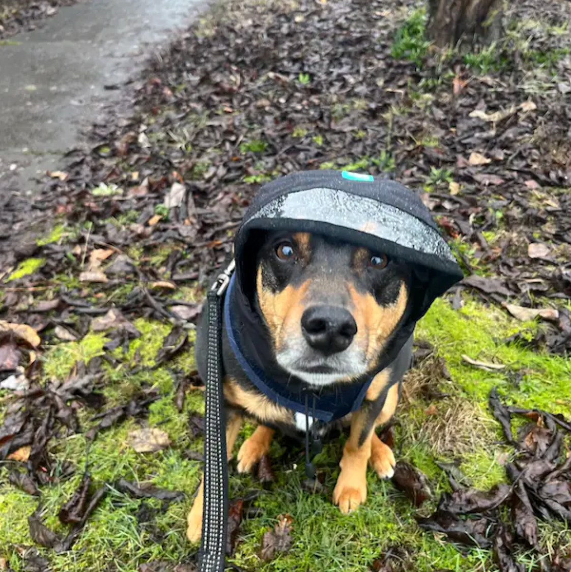 Rain Protection | Waterproof Dog Snood with Visor