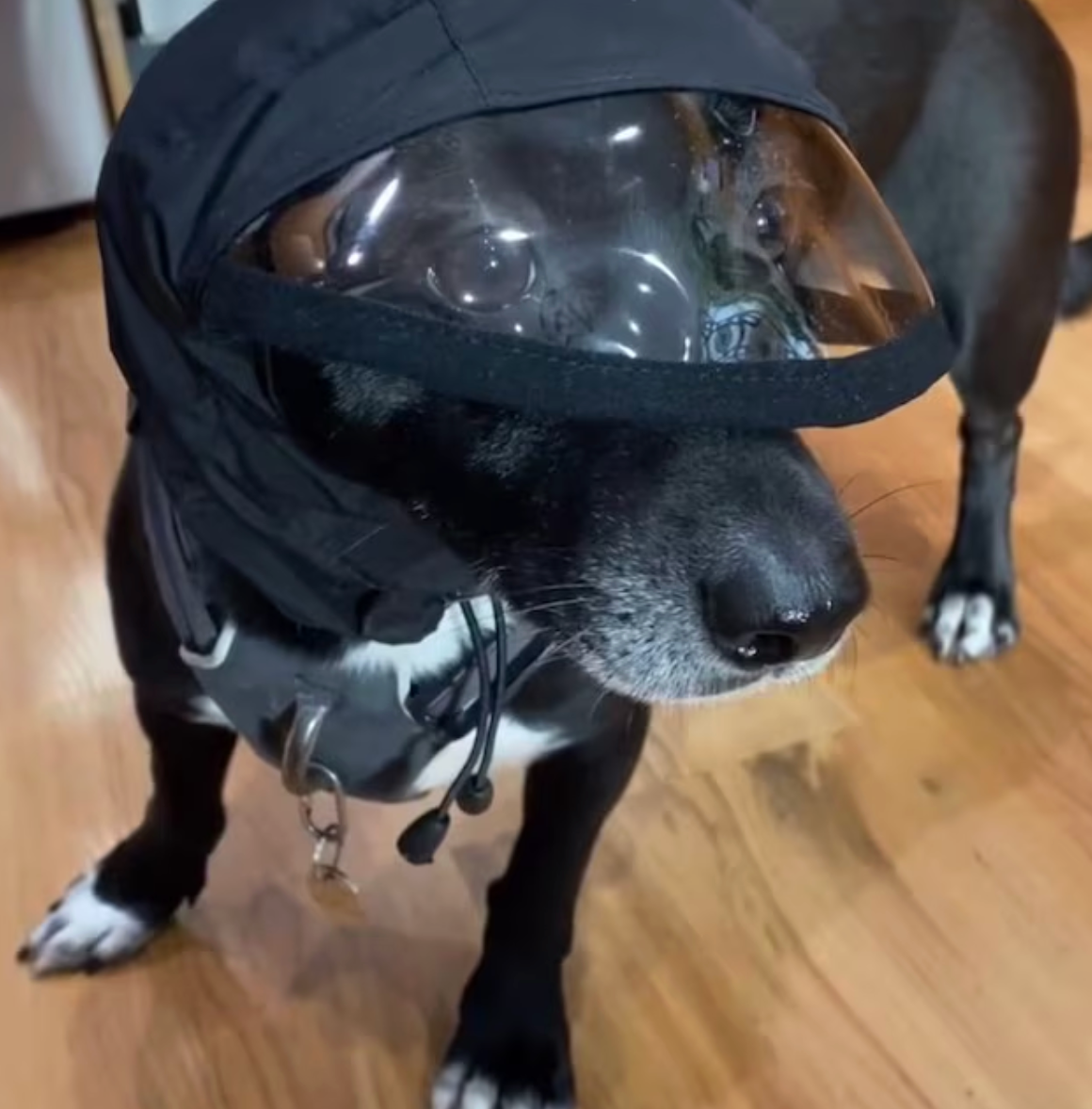 Rain Protection | Waterproof Dog Snood with Visor