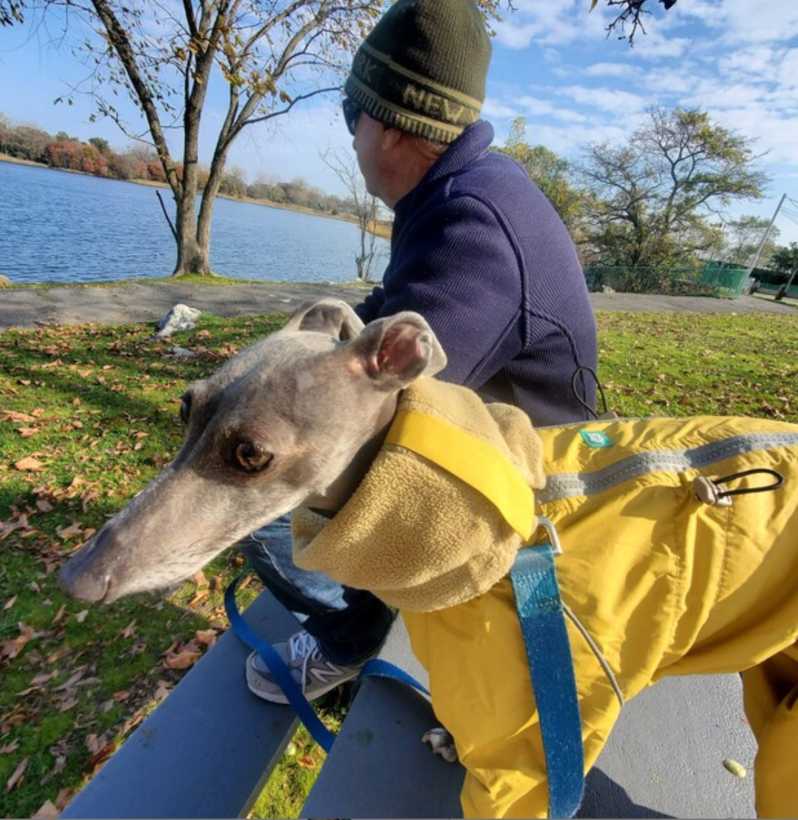 Waterproof Dog Raincoat for Whippet, Greyhound, Sighthound "Monocolor"