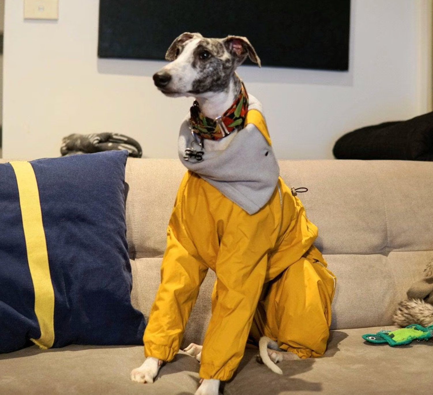 Waterproof Dog Raincoat for Whippet, Greyhound, Sighthound "Monocolor"