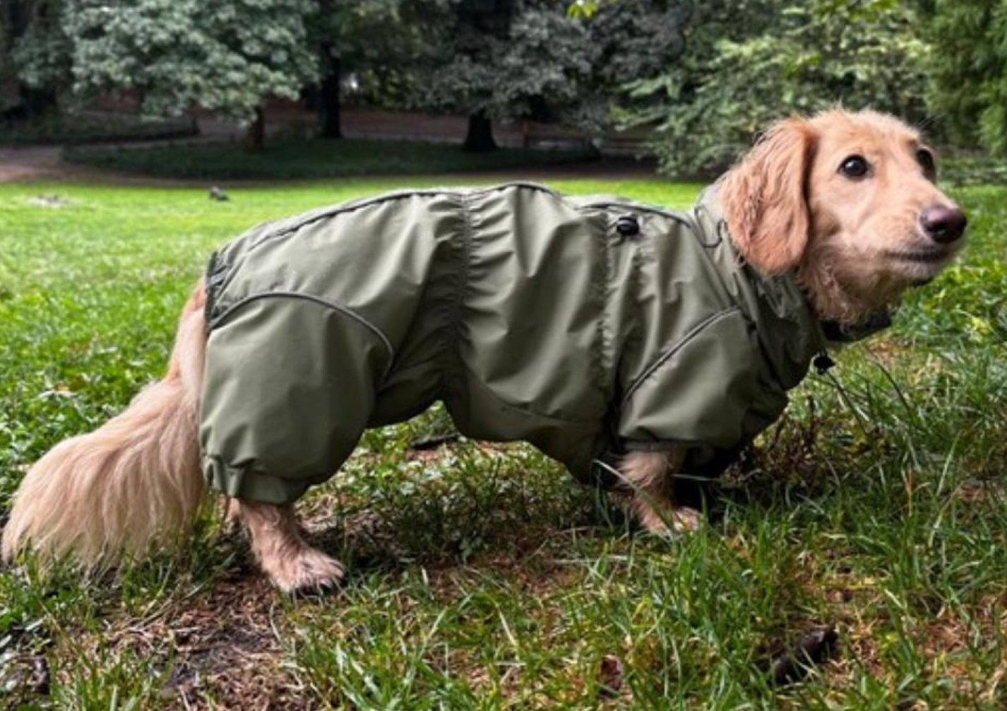Waterproof Dog Raincoat for Dachshund "Monocolor"