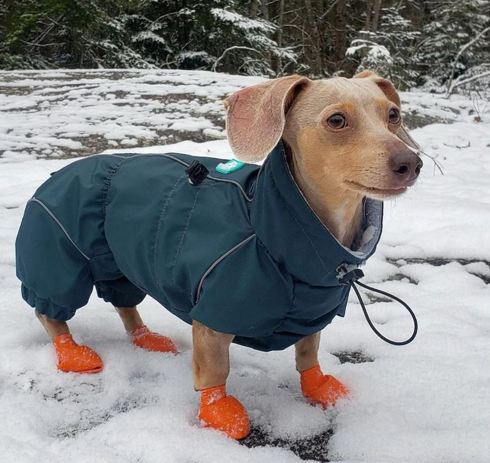 Waterproof Dog Raincoat for Dachshund "Monocolor"