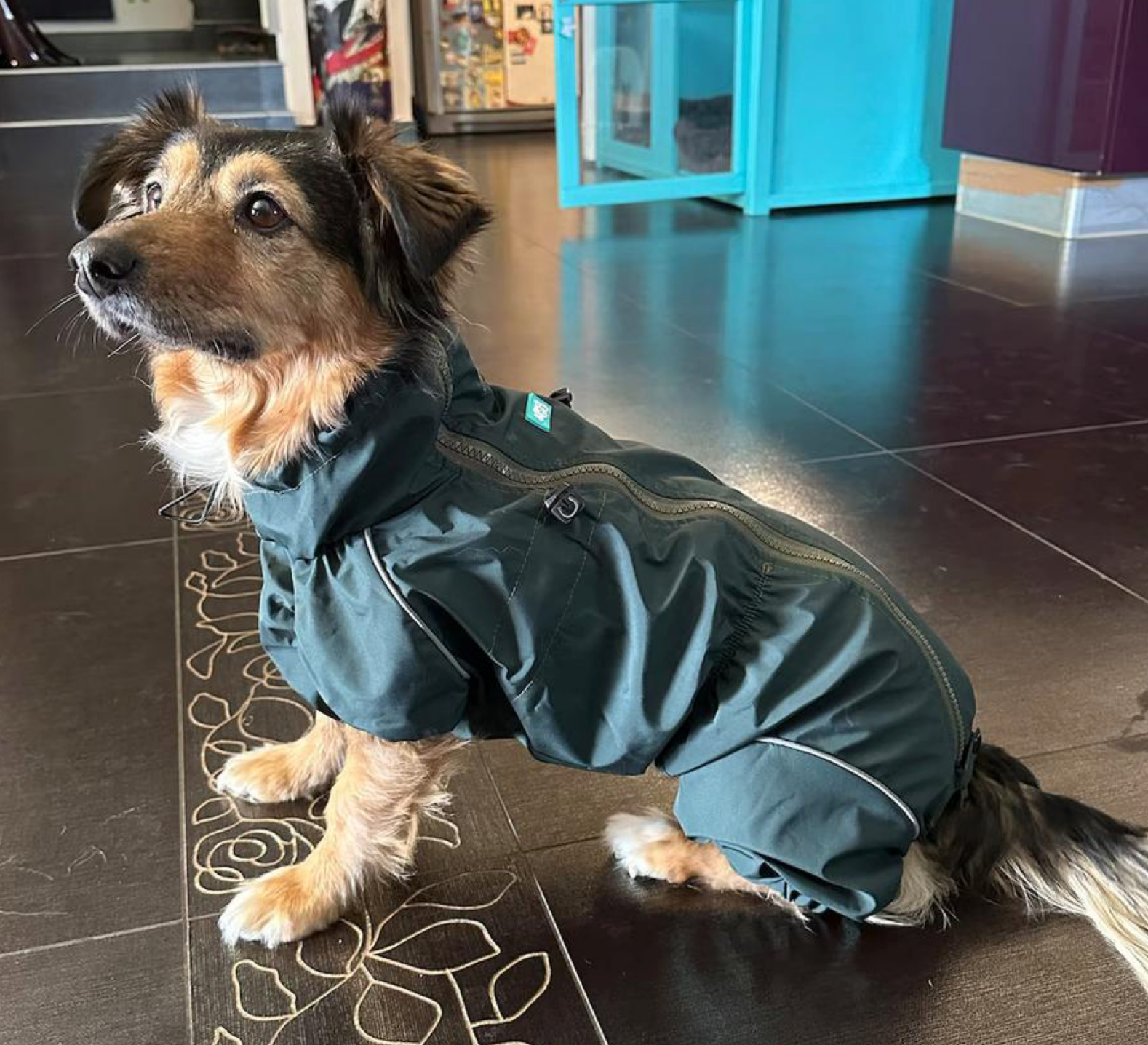 Waterproof Dog Raincoat for Dachshund "Monocolor"