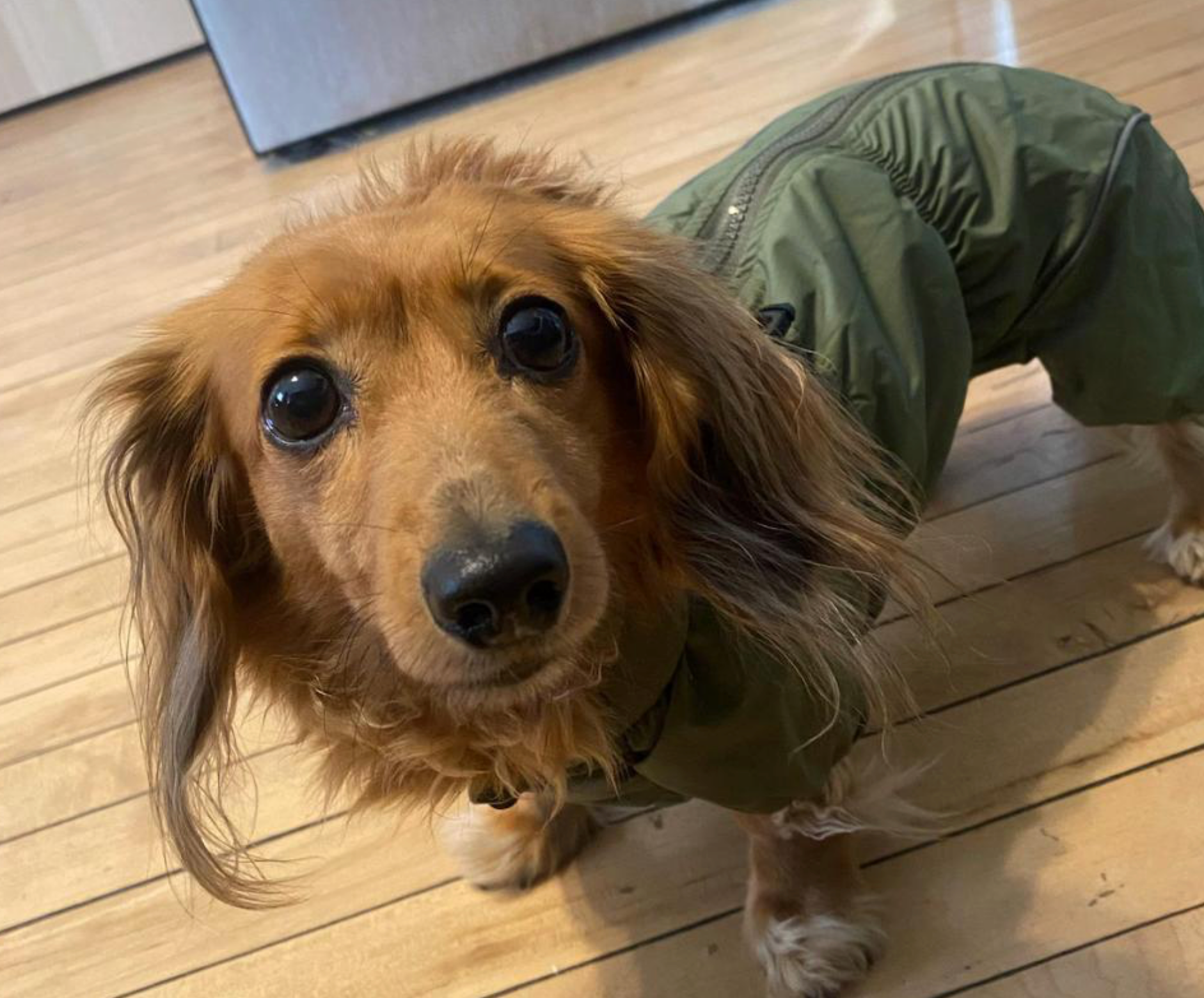 Waterproof Dog Raincoat for Dachshund "Monocolor"