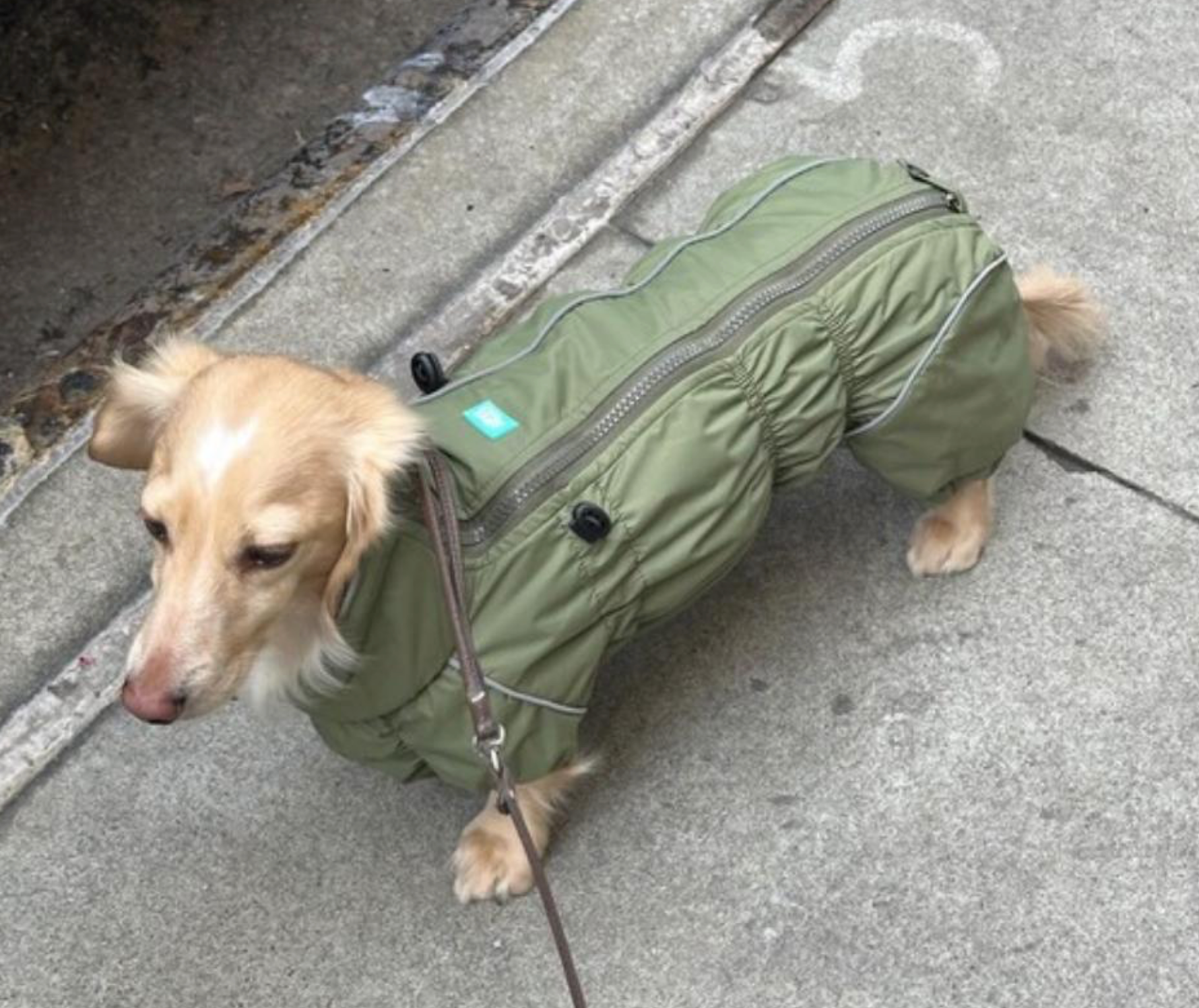 Waterproof Dog Raincoat for Dachshund "Monocolor"