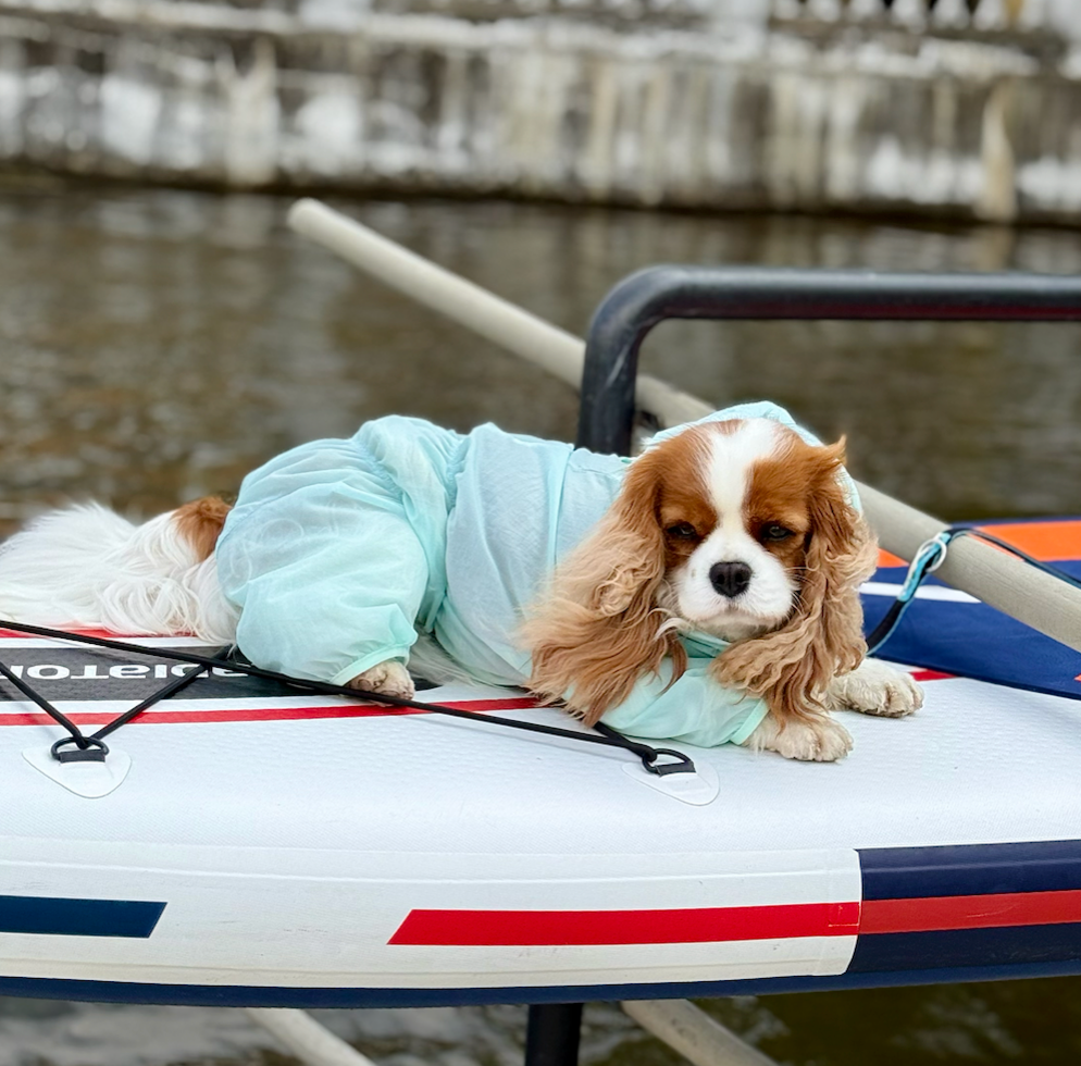 Mint Dog Romper Suit with Snood | Ultra-Light Summer Dog Duster