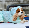 Mint Dog Romper Suit with Snood | Ultra-Light Summer Dog Duster