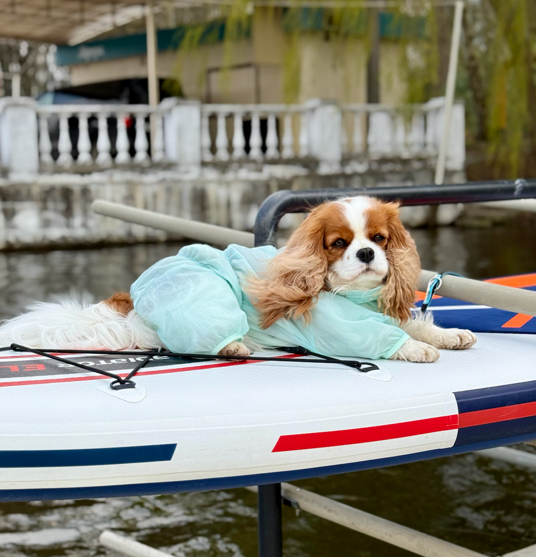 Mint Dog Romper Suit with Snood | Ultra-Light Summer Dog Duster