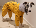 Waterproof Dog Raincoat for Whippet, Greyhound, Sighthound "Monocolor"