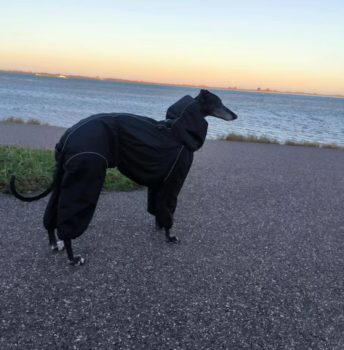 Waterproof Dog Raincoat for Whippet, Greyhound, Sighthound "Monocolor"