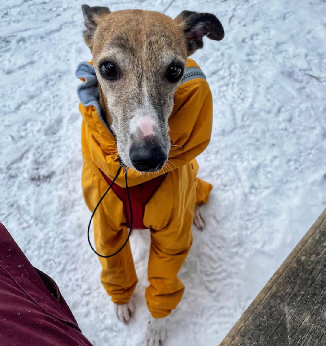 Waterproof Dog Raincoat for Whippet, Greyhound, Sighthound "Monocolor"