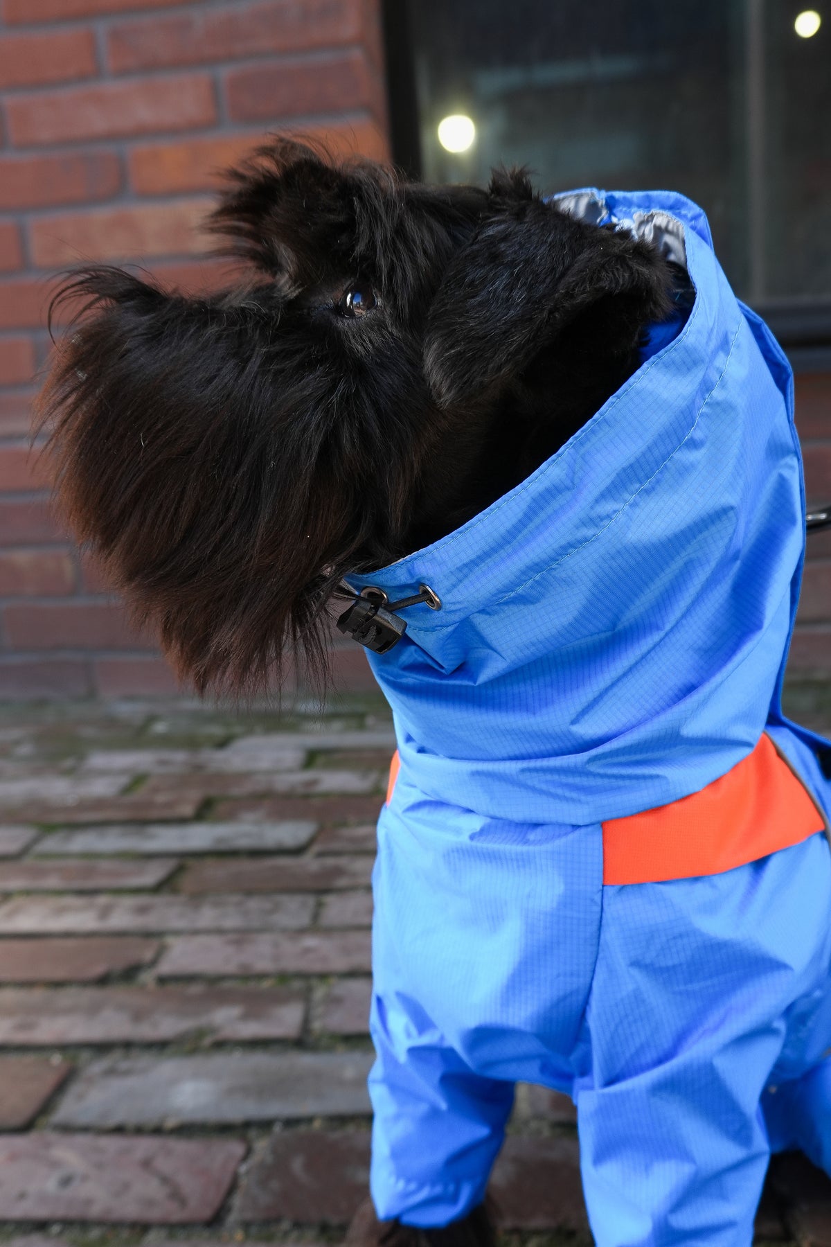 Waterproof Dog Raincoat "Perfect Match Blue" | 29 Sizes