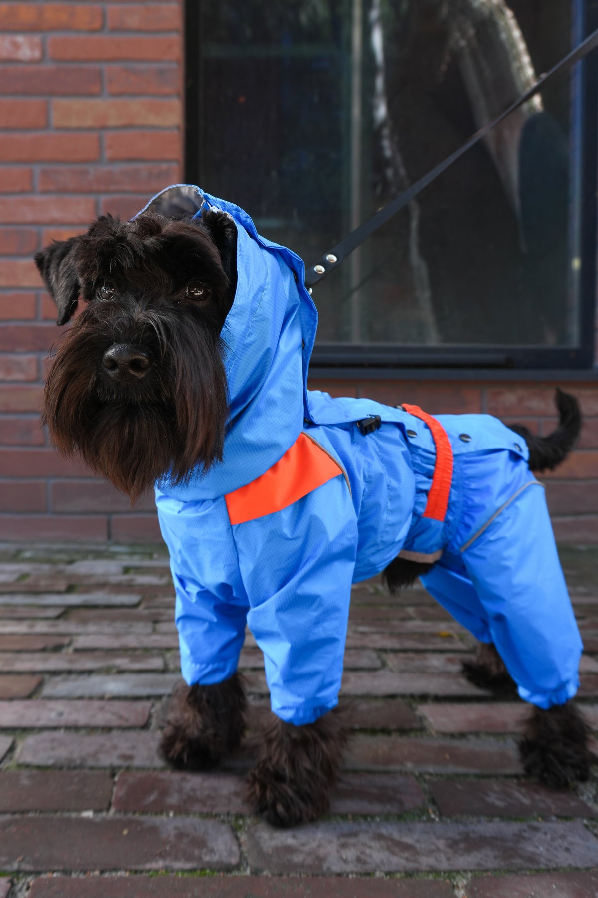 Waterproof Dog Raincoat "Perfect Match Blue" | 29 Sizes