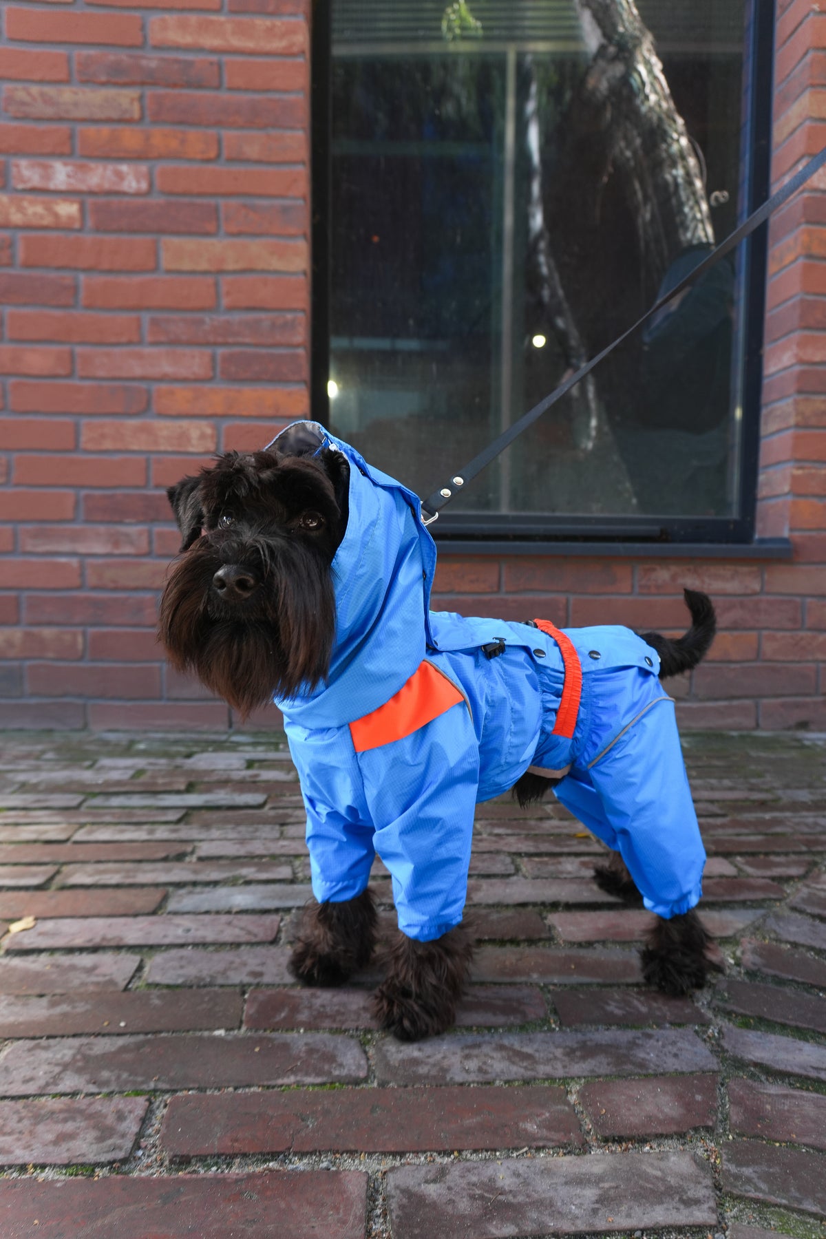 Waterproof Dog Raincoat "Perfect Match Blue" | 29 Sizes