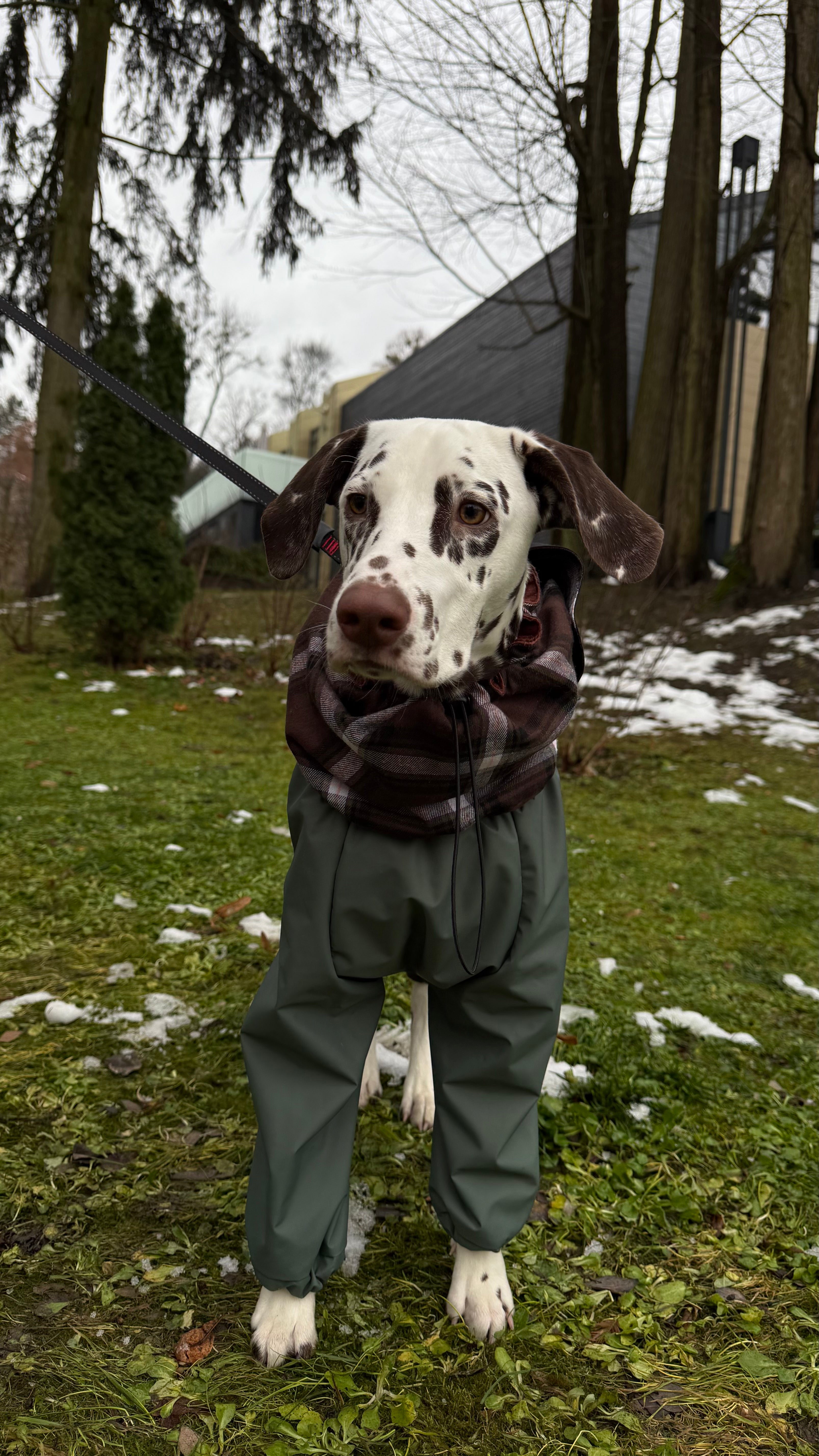 Waterproof Dog Raincoat for All Breeds and Sizes "Dark Academia Classic"