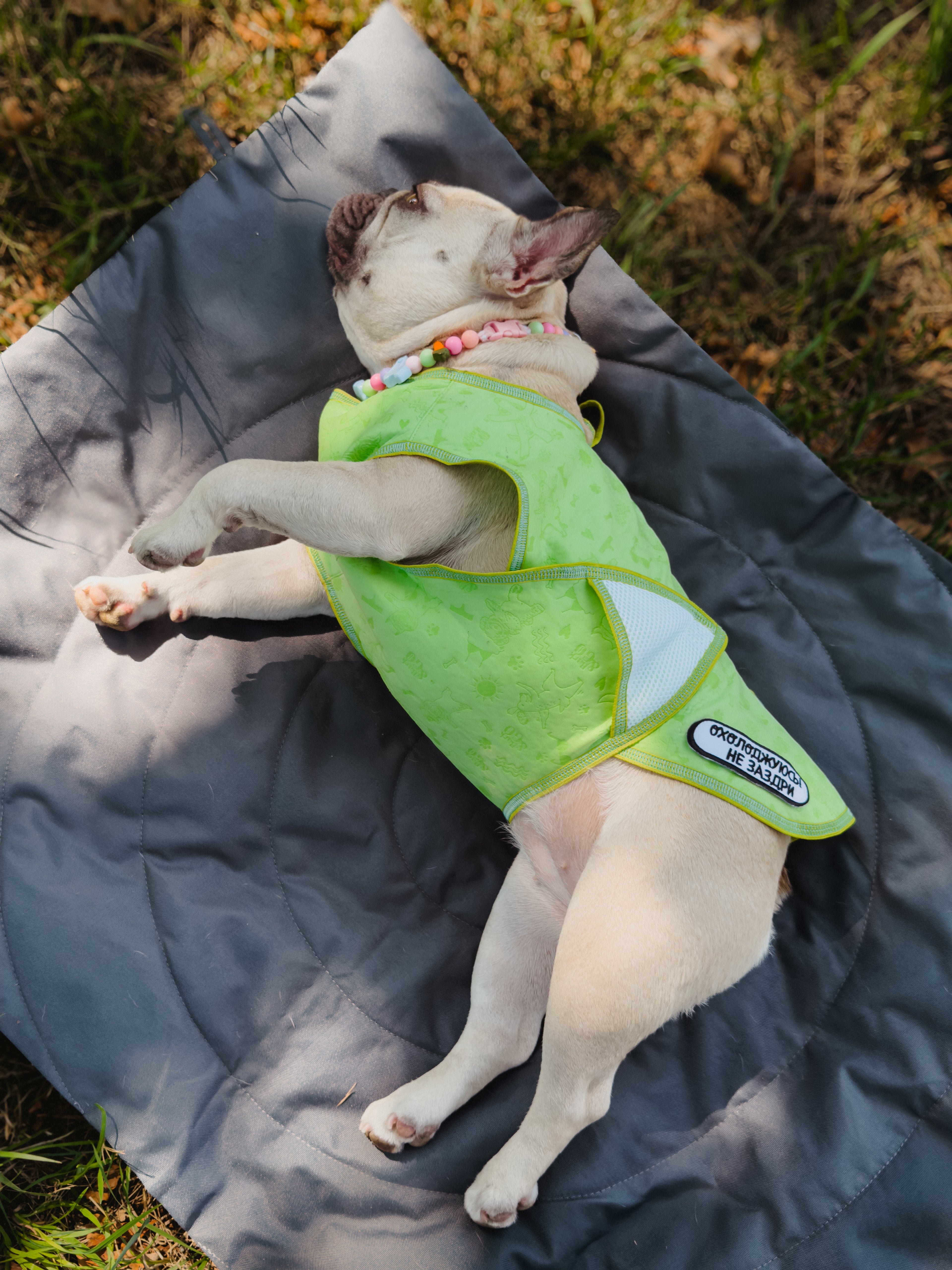 Cooling vest for dogs — lightweight, reusable, fits all breeds