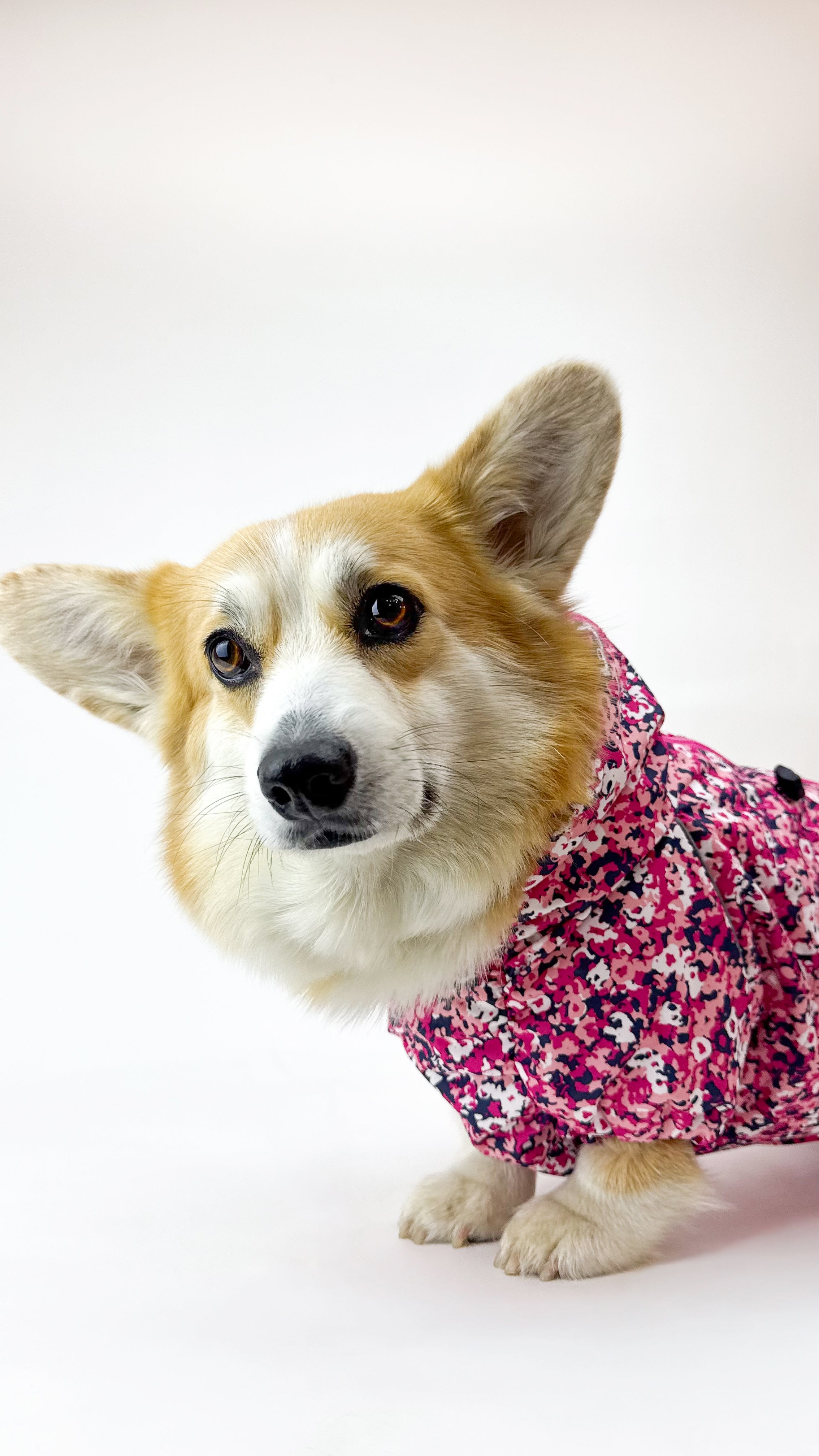 Waterproof Dog Raincoat for Corgi  "neon Pink"