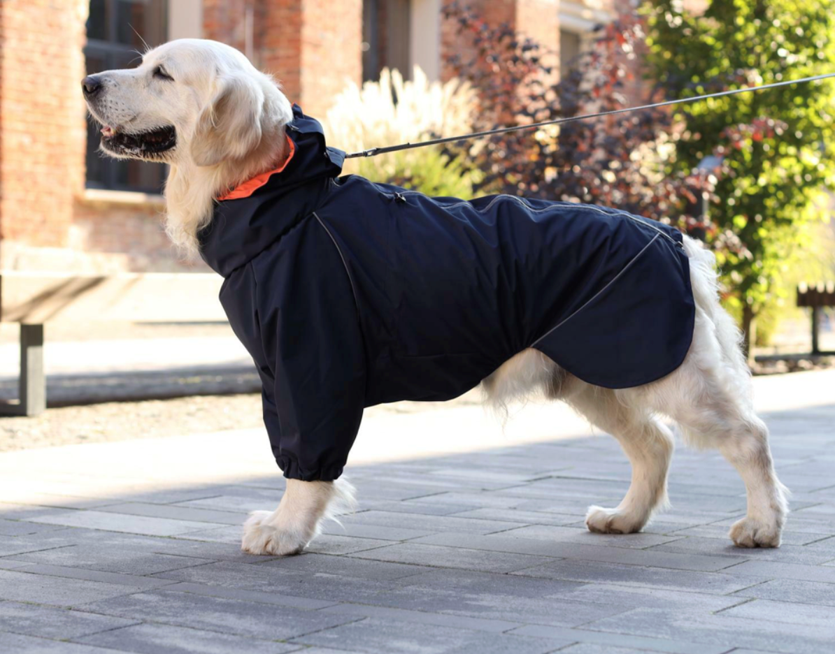 Golden retriever wearing a navy Bark&Go dog rain jacket with reflective piping, lead clipped at the neck