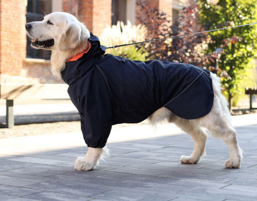 Golden retriever wearing a navy Bark&Go dog rain jacket with reflective piping, lead clipped at the neck