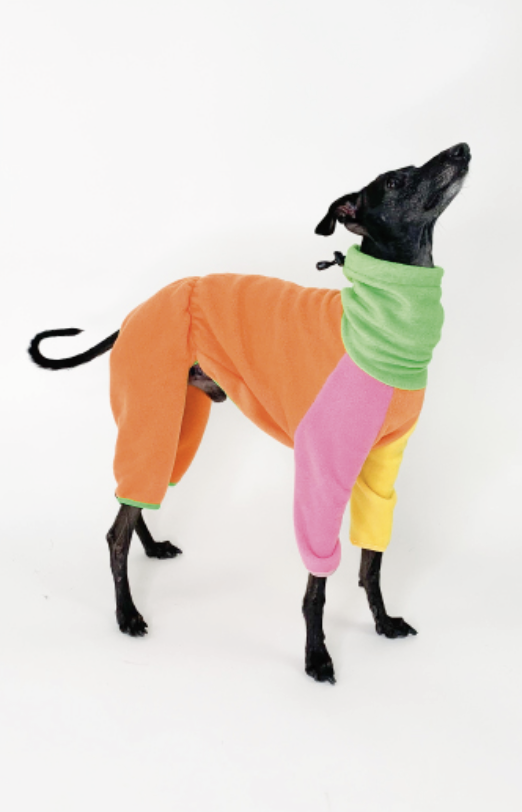 Black whippet in the Colorful Bark&Go fleece romper, orange body with green collar and pink and yellow legs