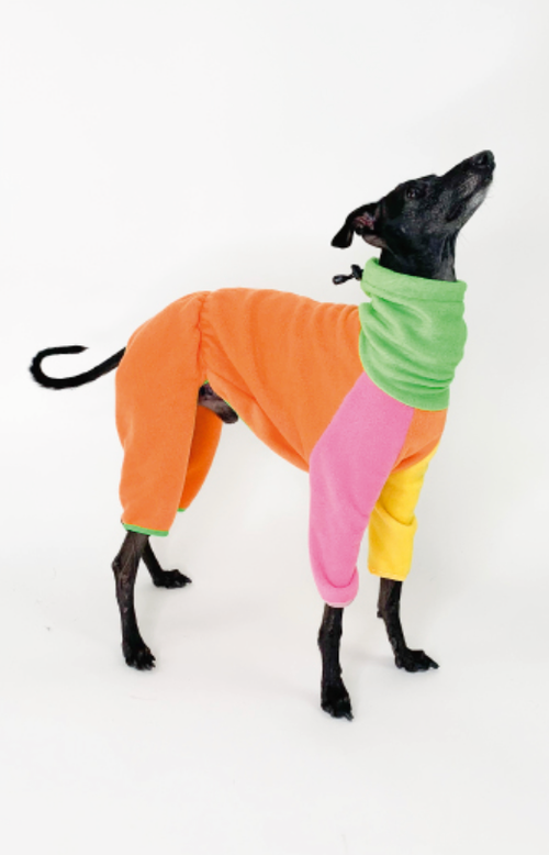 Black whippet in the Colorful Bark&Go fleece romper, orange body with green collar and pink and yellow legs