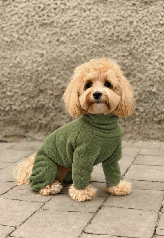 Small curly dog in a khaki Bark&Go fleece romper with a raised snood collar