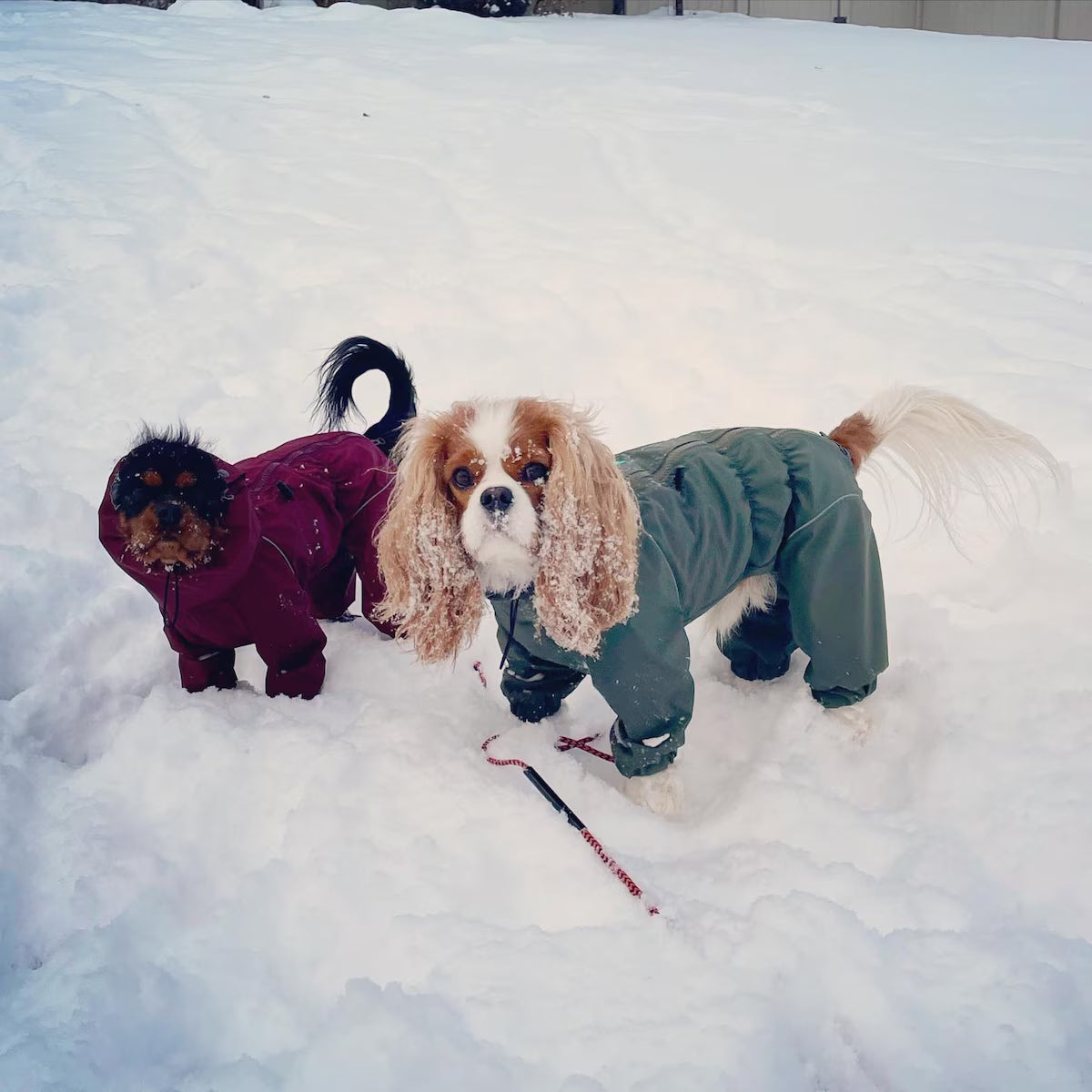 Waterproof Dog Raincoat for Spaniels "Monocolor"