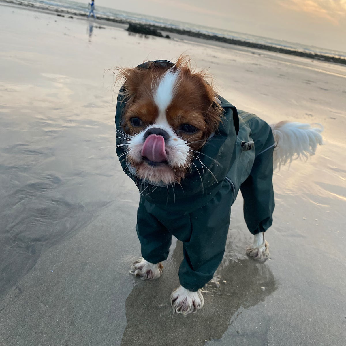 Waterproof Dog Raincoat for Spaniels "Monocolor"