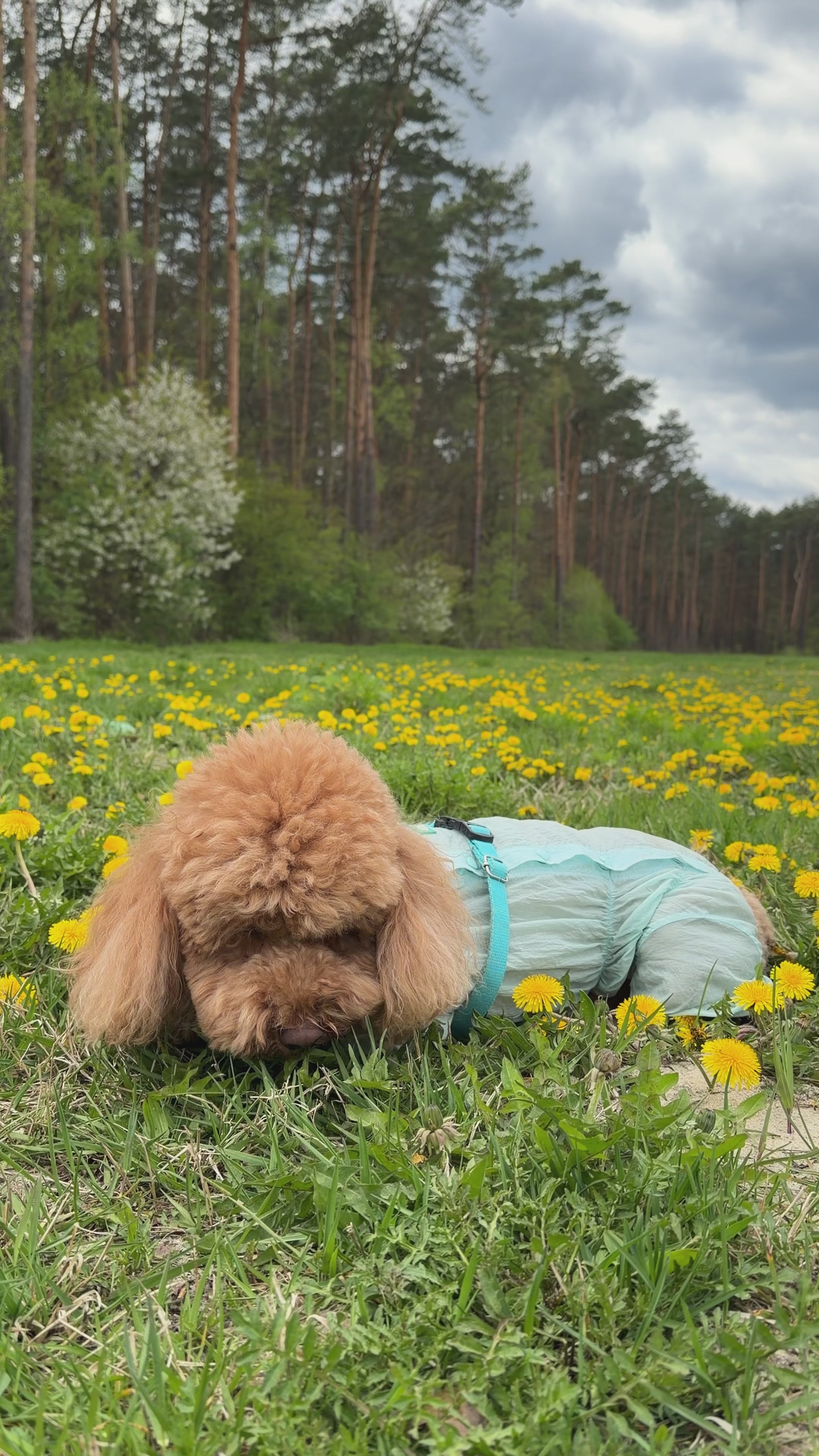 Mint Dog Romper Suit with Snood | Ultra-Light Summer Dog Duster