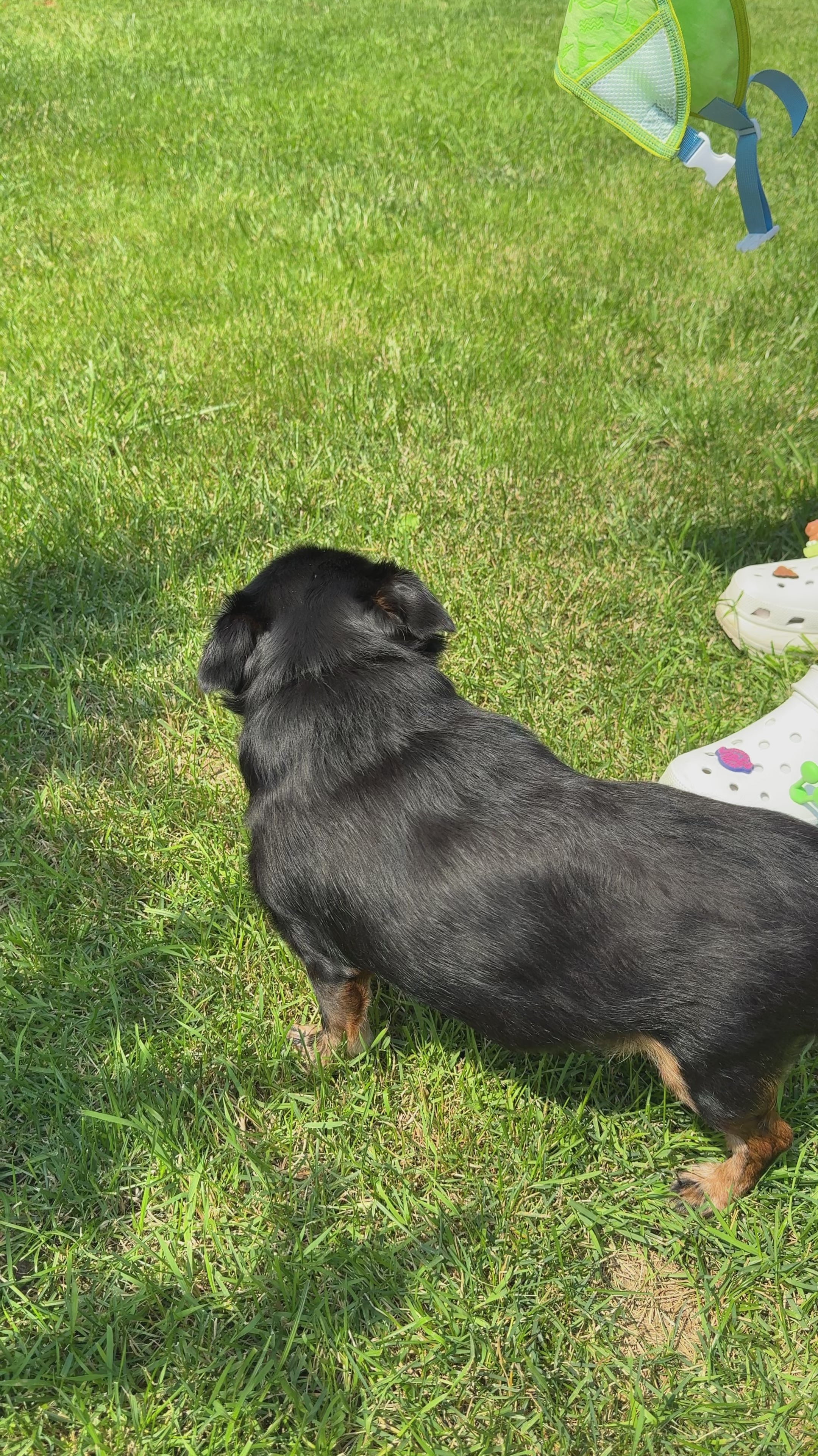 Cooling vest for dogs — lightweight, reusable, fits all breeds