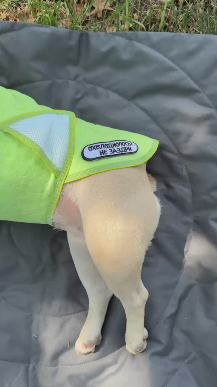 Cooling vest for dogs — lightweight, reusable, fits all breeds