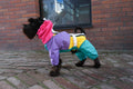 Schnauzer standing on a brick pavement in the Rewind colour-block dog raincoat