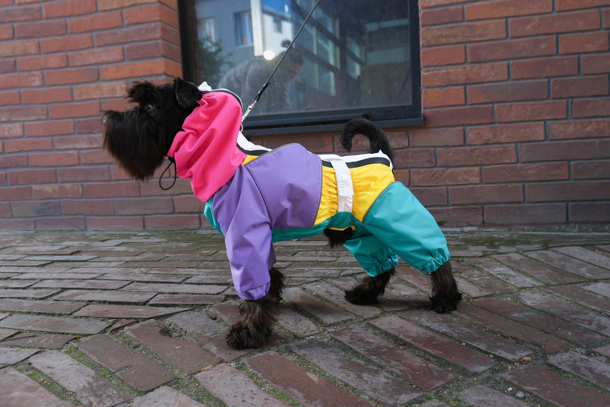 Schnauzer standing on a brick pavement in the Rewind colour-block dog raincoat