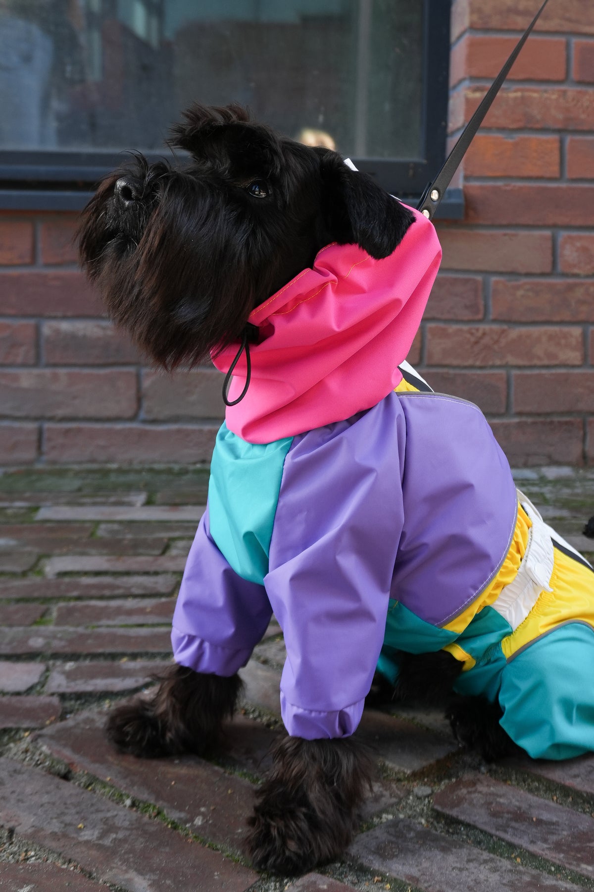 Schnauzer sitting with the raised pink collar of the Rewind raincoat up around the neck