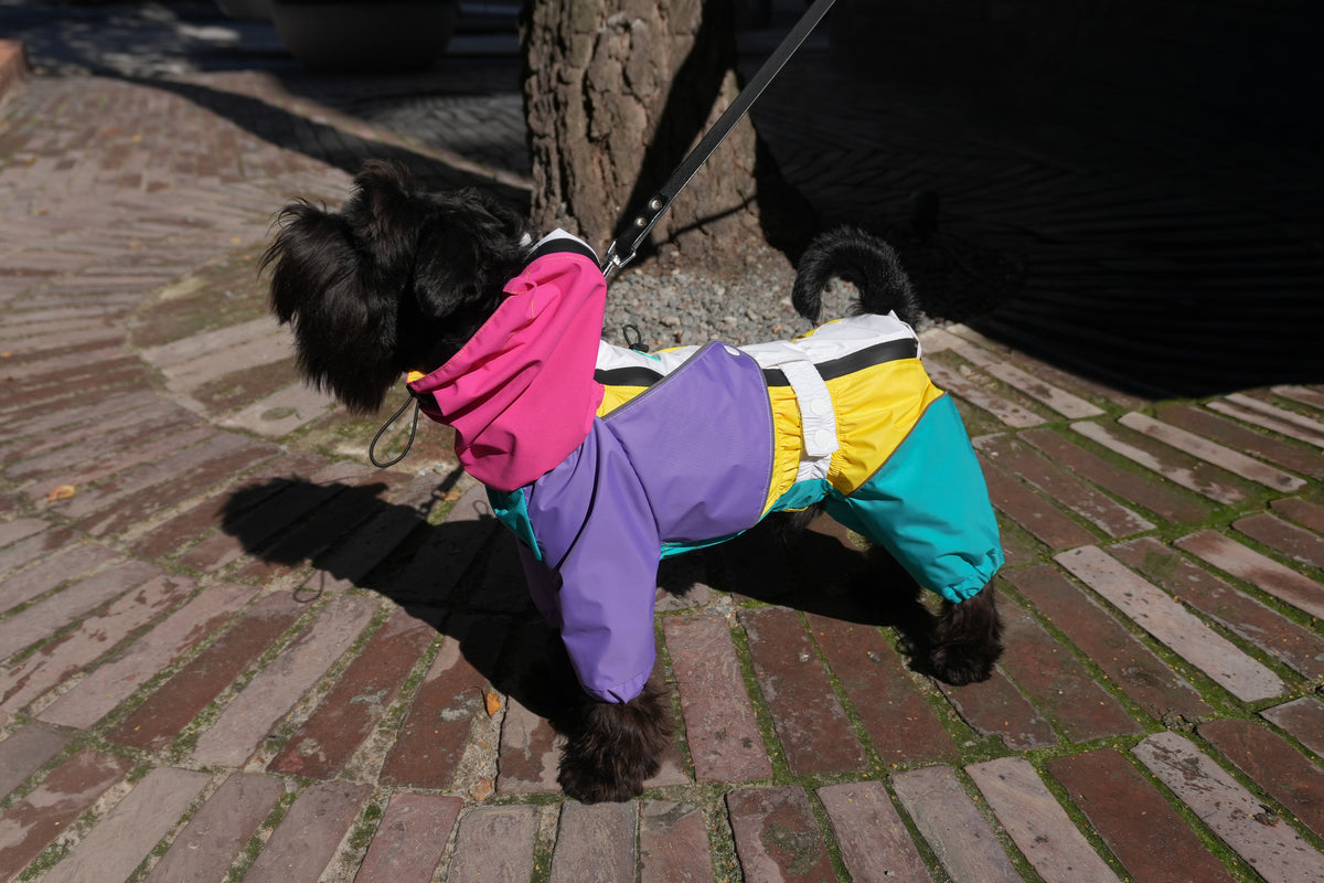 Schnauzer seen from behind in the Rewind raincoat, teal legs and yellow back panel