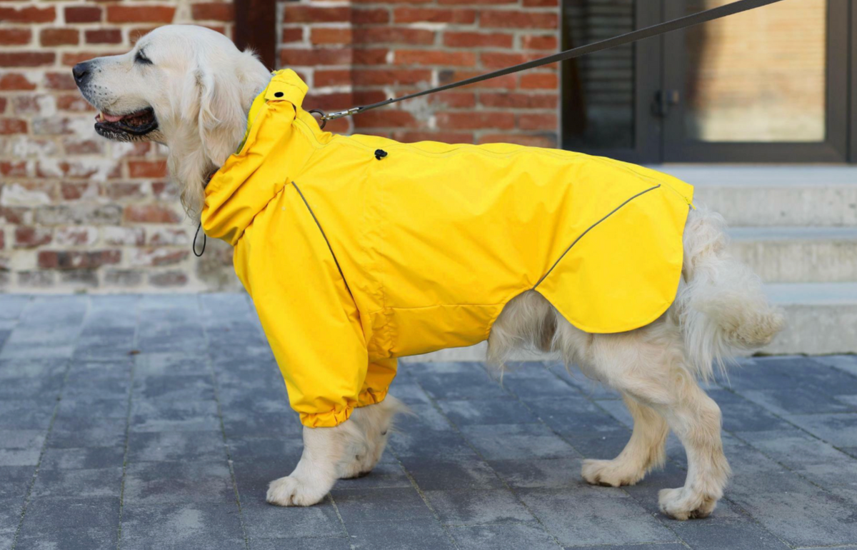 Golden retriever wearing a bright yellow Bark&Go dog rain jacket, lead clipped through the opening at the neck